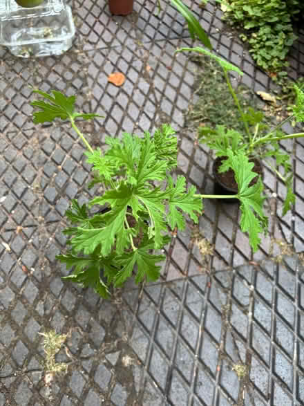 Photo of free House plants (Allerton L18) #4