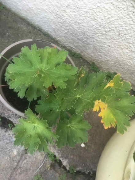 Photo of free Geranium & Elephants Ears (Wells, BA5) #2