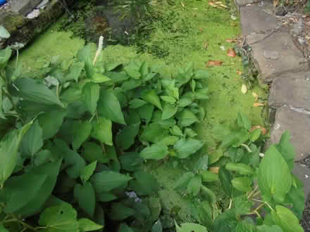 Photo of free pond Plants Lizards Tail (Hoscar L40) #2