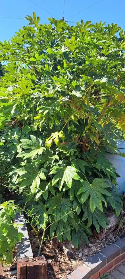 Photo of free Large Outdoor Fisca plant (south ham basingstoke RG22) #1
