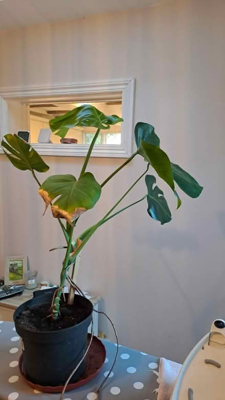Photo of free Largish plant Rg26 (Bramley, Hants RG26) #2