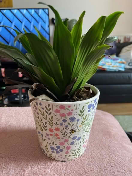 Photo of free plant and pot (SK1, central stockport) #1