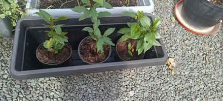 Photo of free Bay tree (Woodside TF7) #1