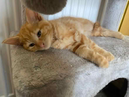 Photo of Rescue kitten - need everything (Belvidere SY2) #1