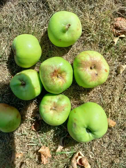 Photo of free Bramley cooking apples (California DE22) #2