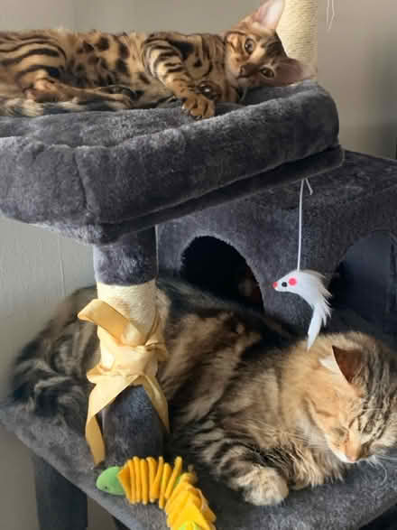 Photo of free Cat Tree (Mosspark, Glasgow, G52) #1