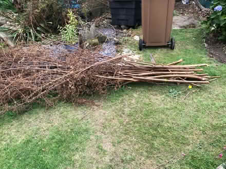 Photo of free Sticks for garden/allotment (Littleover DE23) #1