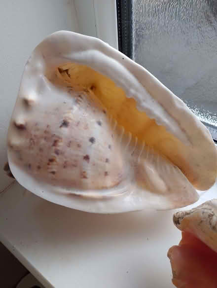 Photo of Seashells (TN36) #1