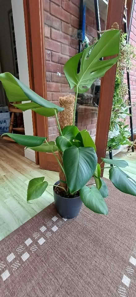Photo of free Monstera (indoor plant) (West Felton SY11) #1