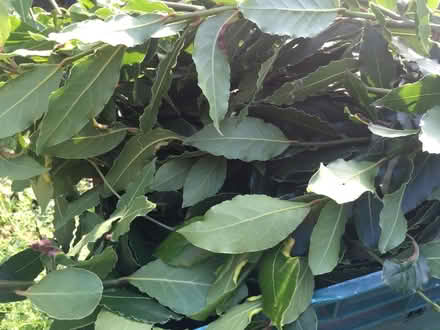 Photo of free Bay Tree Leaves/branches (Kingston Hill ST16) #1