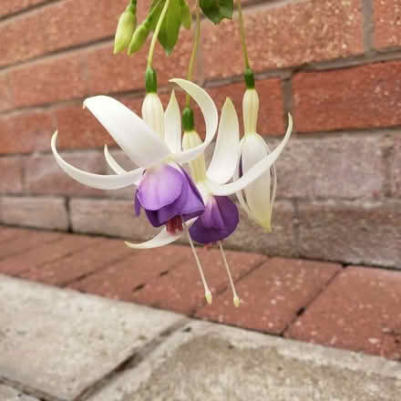 Photo of free Fuchsia (Woodhouses M33) #2
