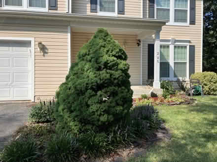 Photo of free Dwarf Alberta Spruces (Glen Burnie/Pasadena) #1