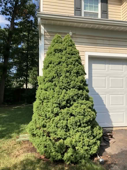 Photo of free Dwarf Alberta Spruces (Glen Burnie/Pasadena) #4