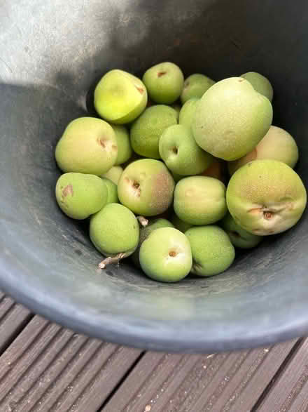 Photo of free Quinces (Sprowston NR7) #1