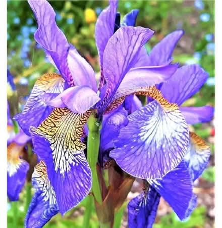 Photo of free Iris sibirica plant (Harrogate HG2) #1