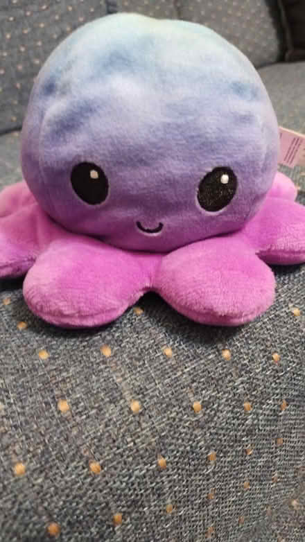 Photo of free Octopus (Allen) #1