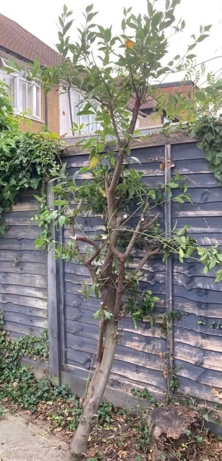 Photo of free Bay tree branches (AL1 near Morrisons) #1