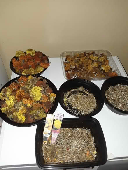 Photo of free Mariglod seeds (Champlain Park/Westboro) #1