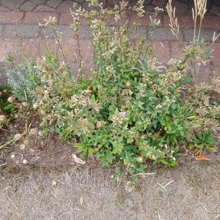 Photo of free Marjoram plants (ST17 Baswich, Stafford) #2
