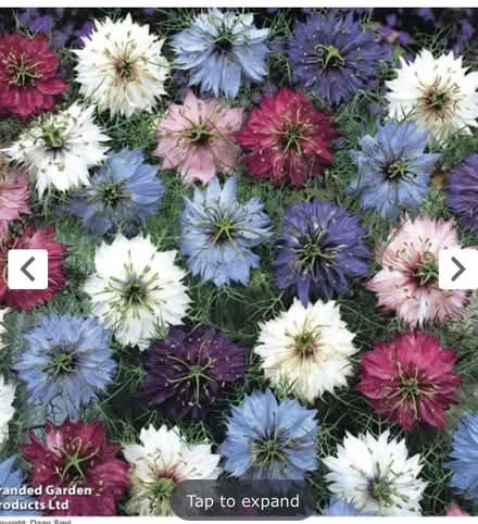 Photo of free Love-in-a-mist seeds (Haywards Heath RH16) #1