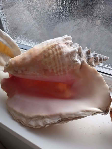 Photo of Seashells (TN36) #2