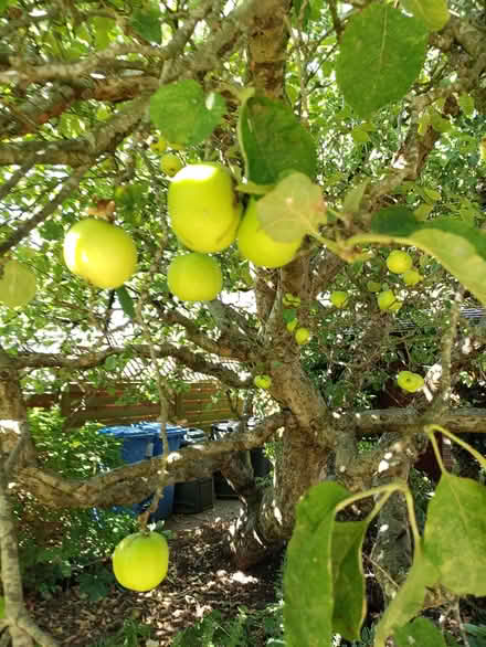 Photo of free Bramley cooking apples (California DE22) #1