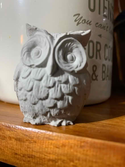 Photo of free Owl (South Brampton) #1