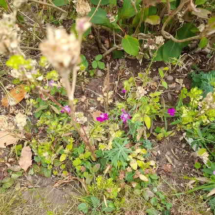 Photo of free Candy tuft seeds (ST17 Baswich, Stafford) #2