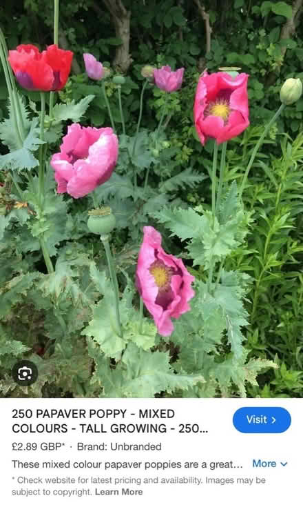 Photo of free Poppy Seeds (Haywards Heath RH16) #1