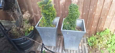 Photo of free Faux plants (BR1 Bromley/Downham) #1