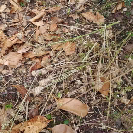 Photo of free Candy tuft seeds (ST17 Baswich, Stafford) #3