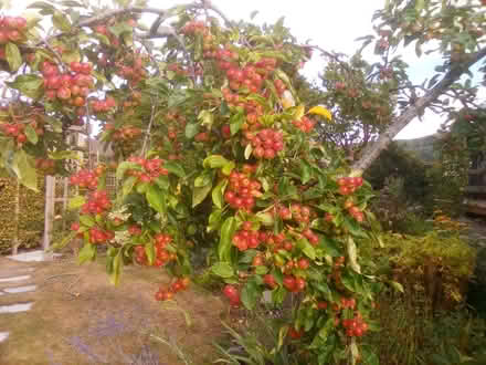 Photo of free Crab apples (Colwall Green WR13) #1
