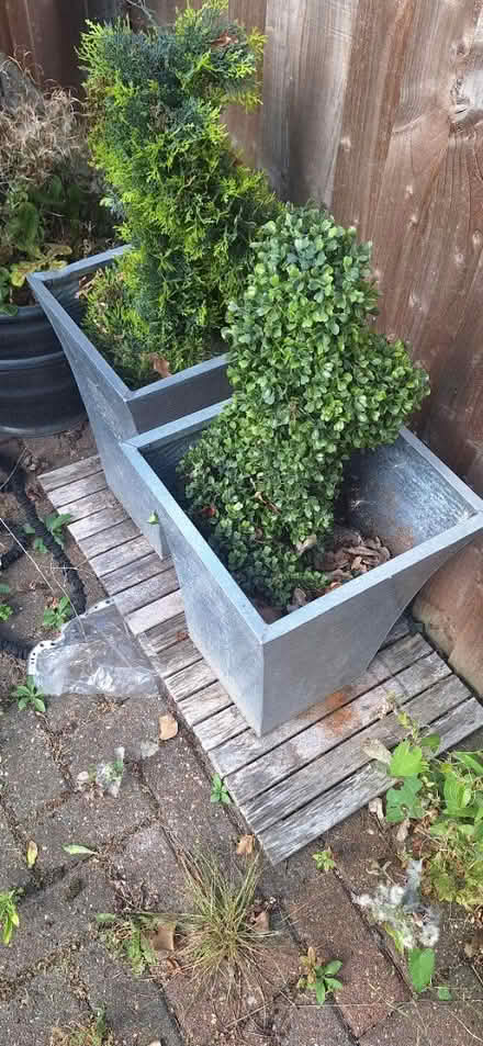 Photo of free Faux plants (BR1 Bromley/Downham) #2