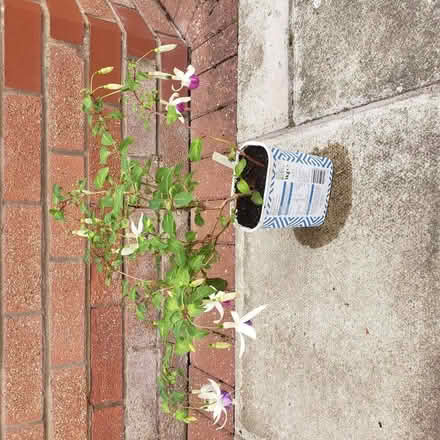 Photo of free Fuchsia (Woodhouses M33) #1