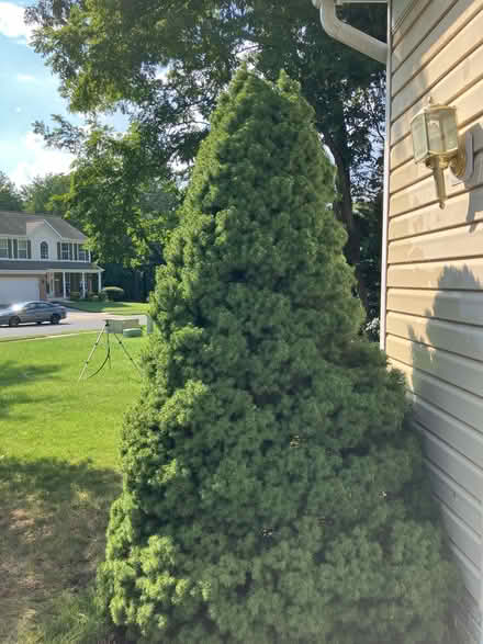 Photo of free Dwarf Alberta Spruces (Glen Burnie/Pasadena) #2