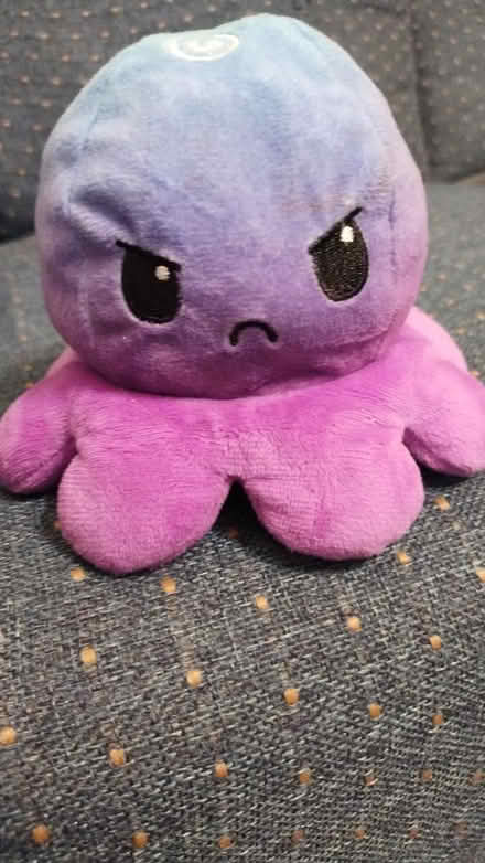 Photo of free Octopus (Allen) #2
