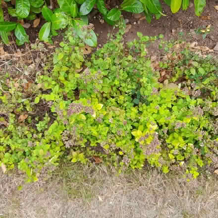 Photo of free Marjoram plants (ST17 Baswich, Stafford) #1