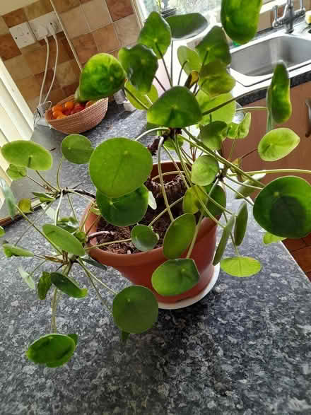 Photo of free Plant (MK41) #1