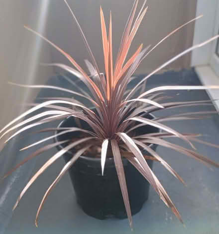 Photo of free Cordyline redstar plant (Elizabeth Gate TW8) #1