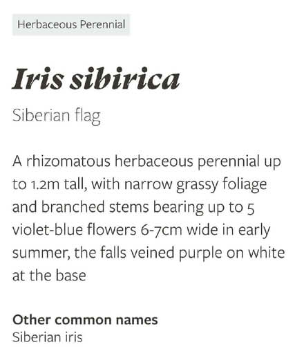 Photo of free Iris sibirica plant (Harrogate HG2) #2