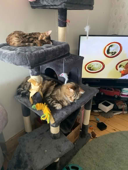 Photo of free Cat Tree (Mosspark, Glasgow, G52) #2
