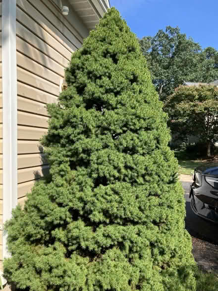 Photo of free Dwarf Alberta Spruces (Glen Burnie/Pasadena) #3