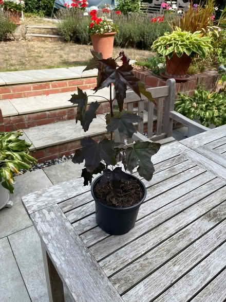 Photo of free Acer tree seedling (Peppard Common RG9) #1