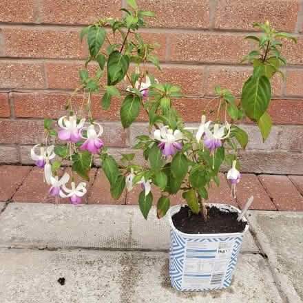Photo of free Fuchsia (Woodhouses M33) #3