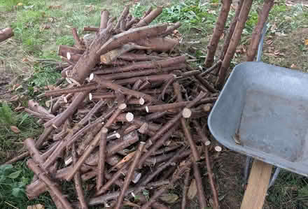 Photo of free Firewood? (Kennington OX1) #1