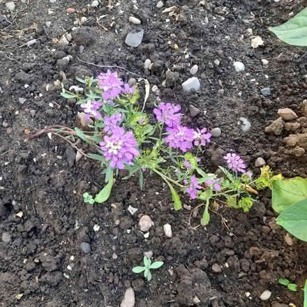 Photo of free Candy tuft seeds (ST17 Baswich, Stafford) #1