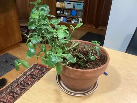 Photo of free House plant kalanchoe (Northwest Seattle, phinney) #1