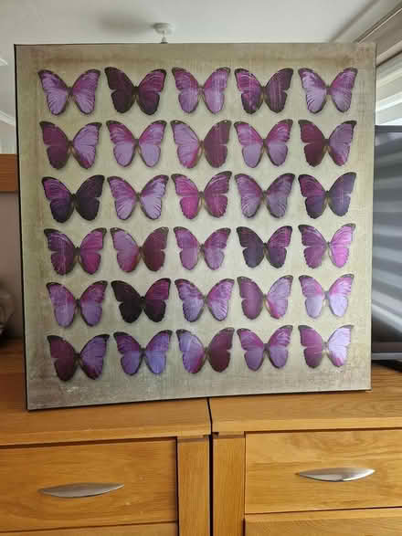 Photo of free NEXT Butterfly stretch canvas (Windsor SL4) #1