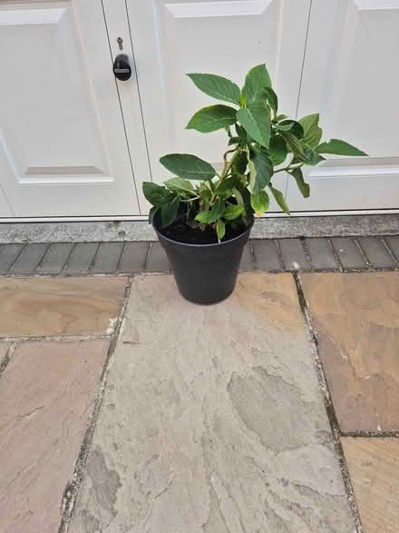 Photo of free Hydrangea plant (M16) #1