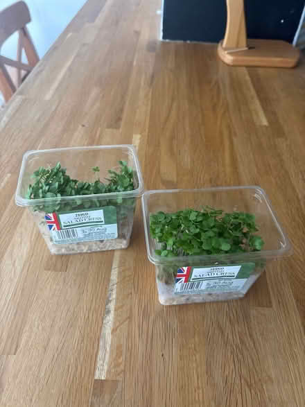 Photo of free Salad cress (Hampton Peterborough) #1